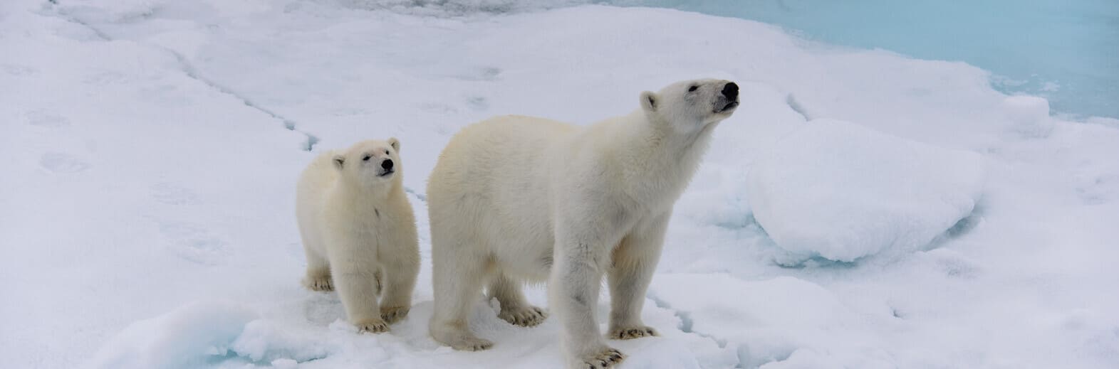 天堂島嶼羅浮敦、北緯81度斯瓦巴群島19日<br>
北極熊的家、海象、海豹、北極狐、鯨魚